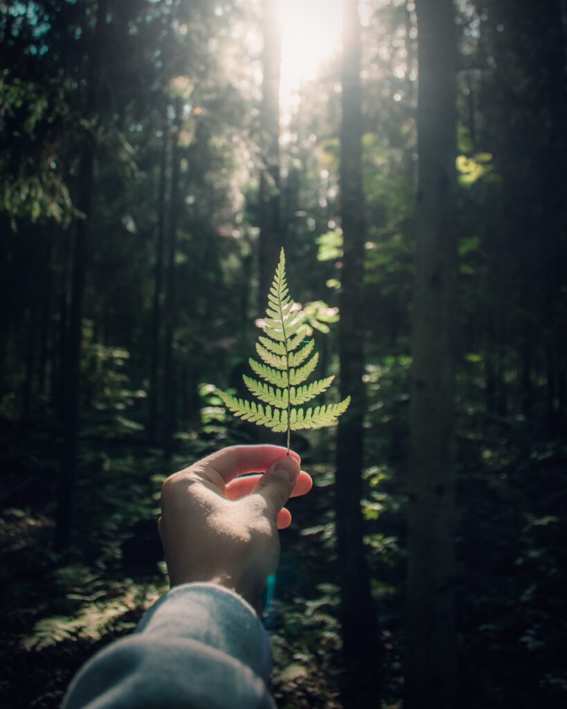 fern leaf